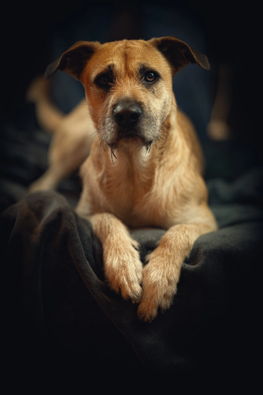 Hund von Kyno-Adventure - Matthias Näpfli