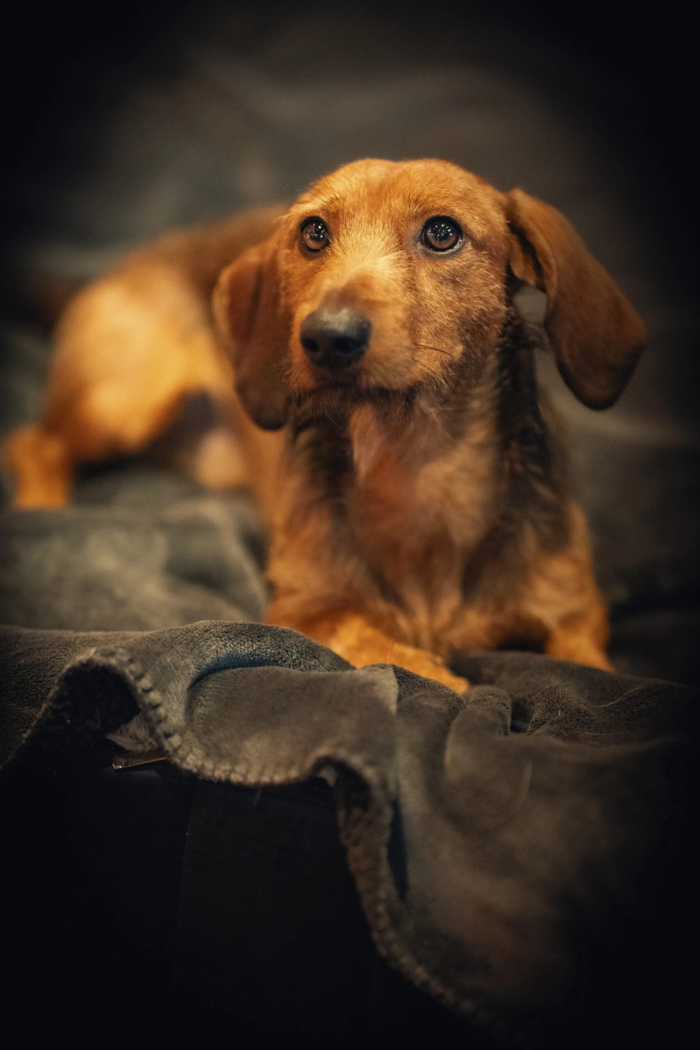 Hund von Kyno-Adventure - Matthias Näpfli