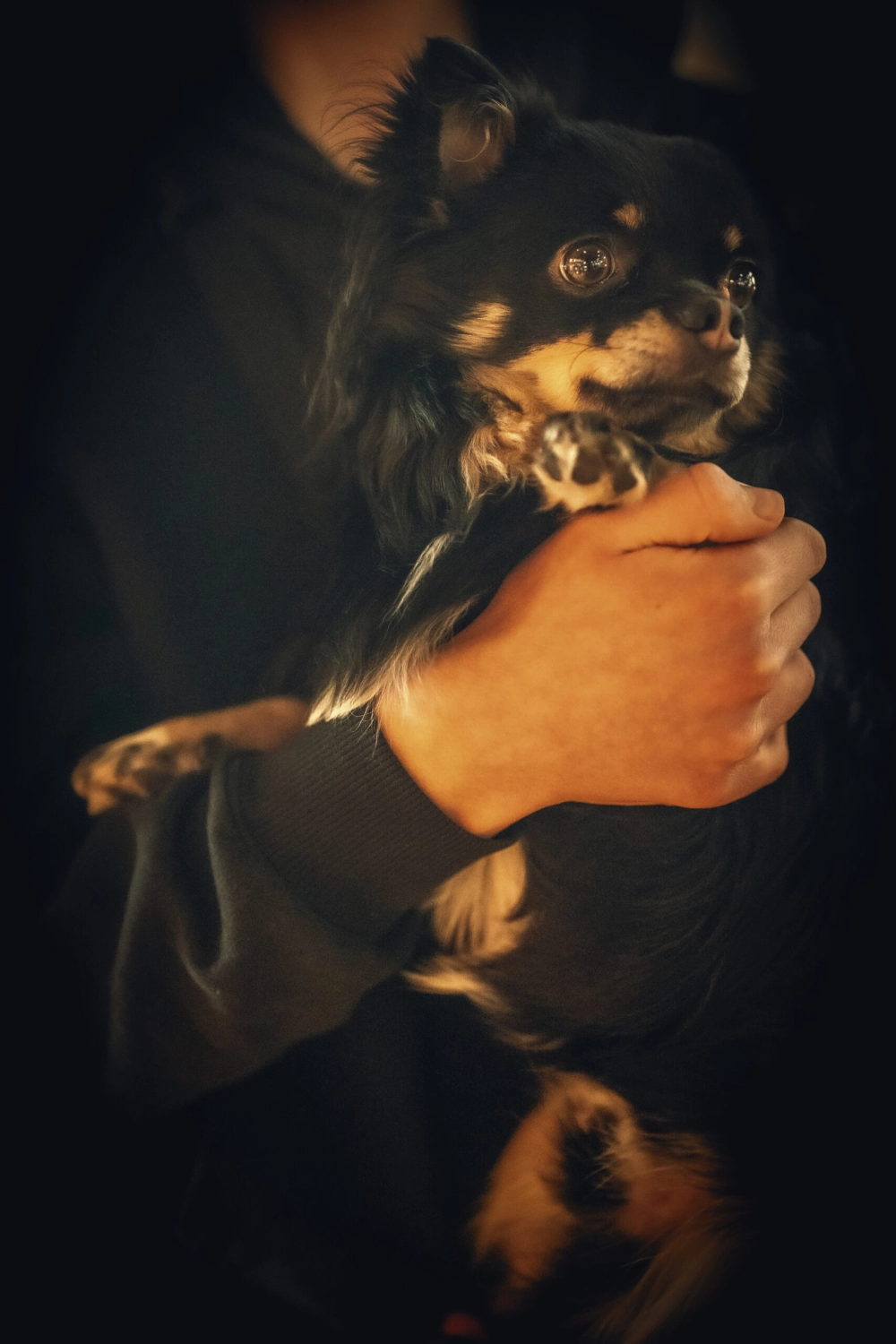 Hund von Kyno-Adventure - Matthias Näpfli