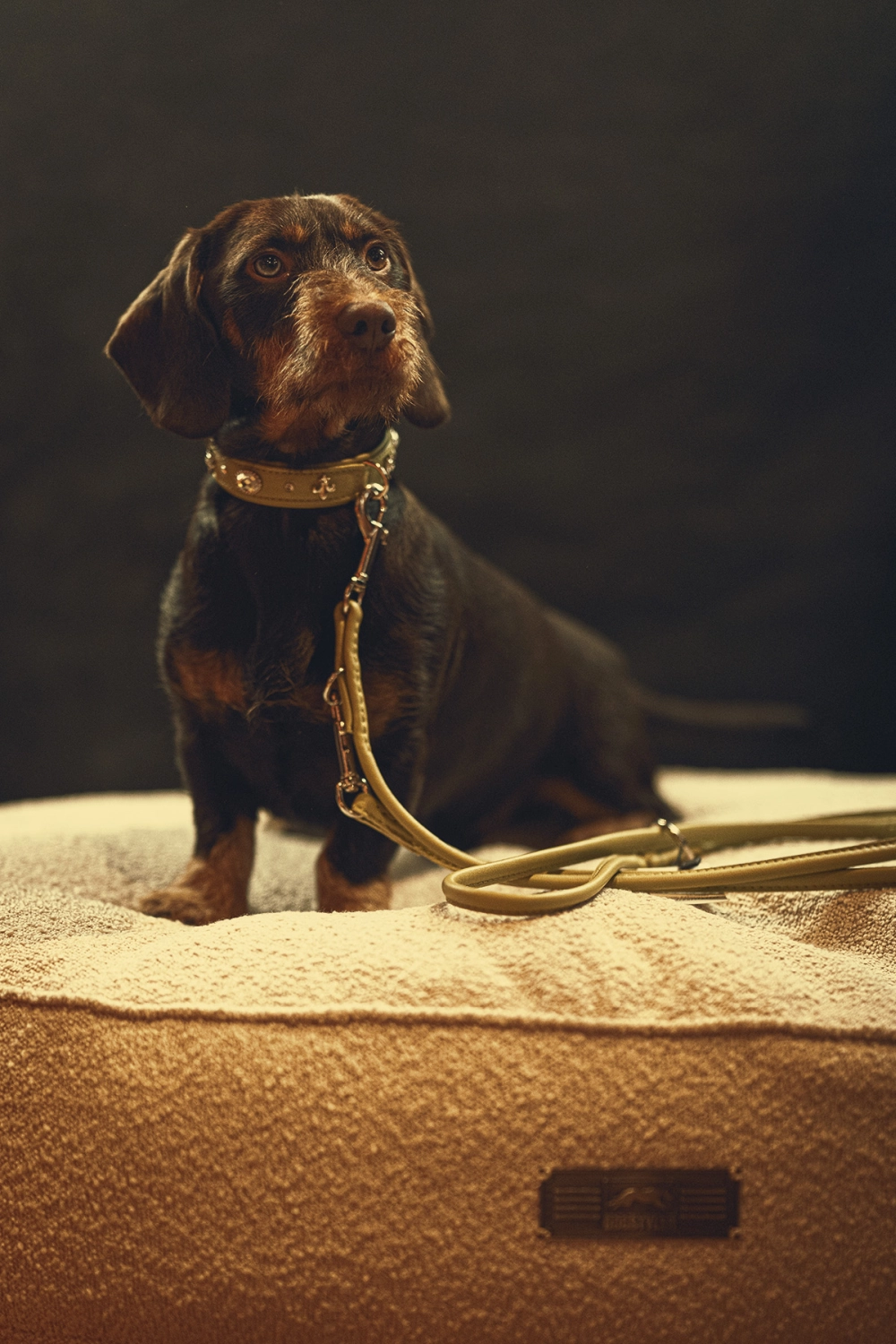 Hund von Kyno-Adventure - Matthias Näpfli