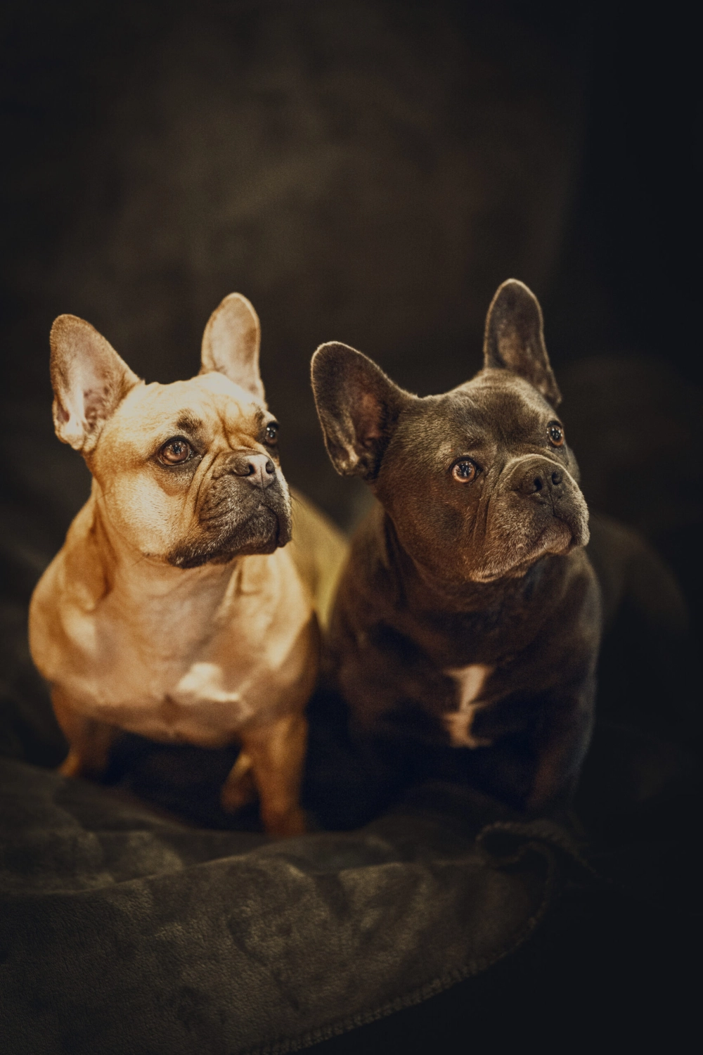 Hund von Kyno-Adventure - Matthias Näpfli