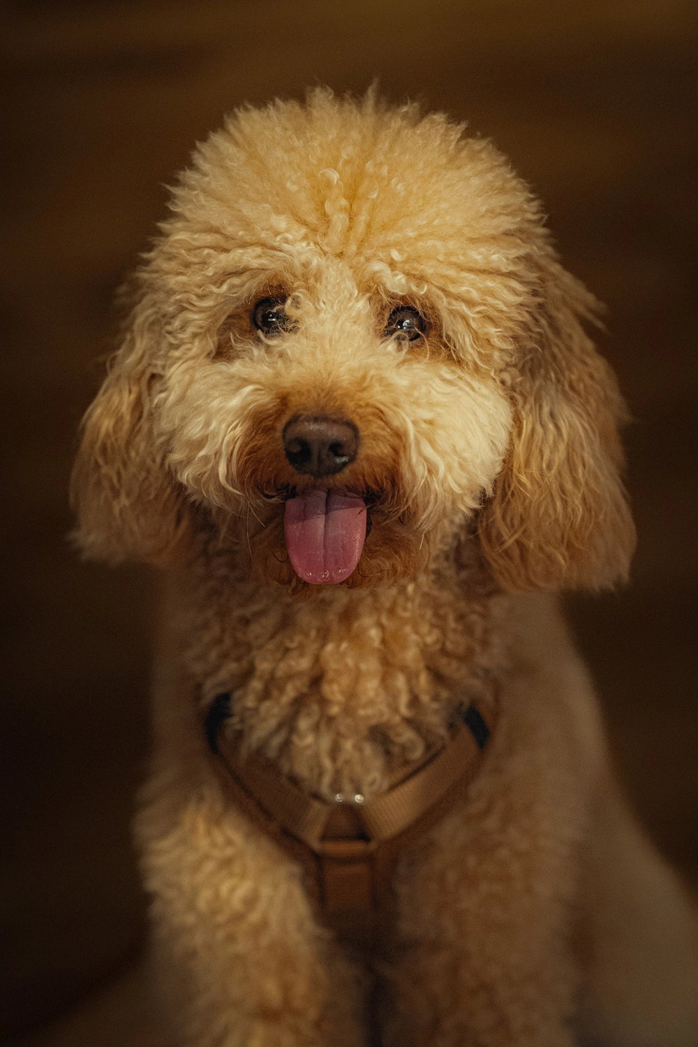 Hund von Kyno-Adventure - Matthias Näpfli
