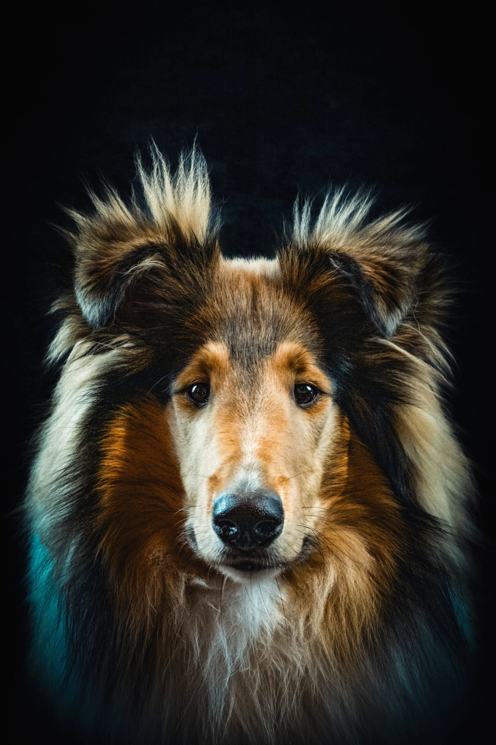 Hund von Kyno-Adventure - Matthias Näpfli