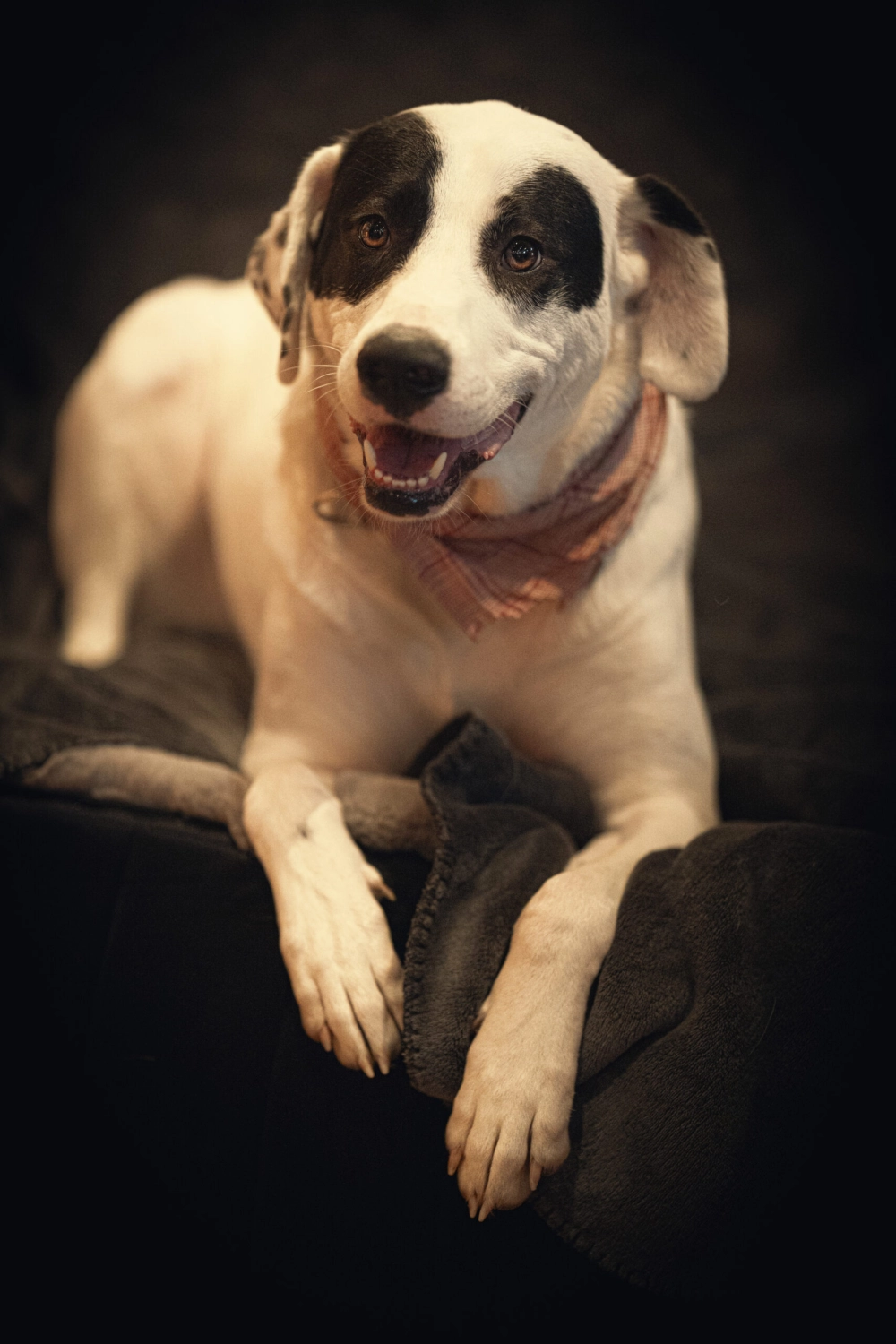 Hund von Kyno-Adventure - Matthias Näpfli