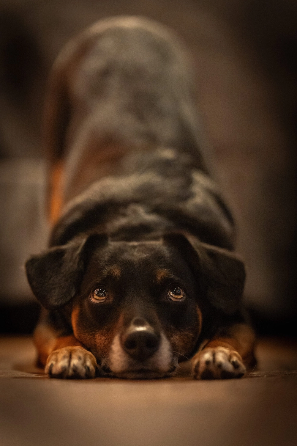 Hund von Kyno-Adventure - Matthias Näpfli