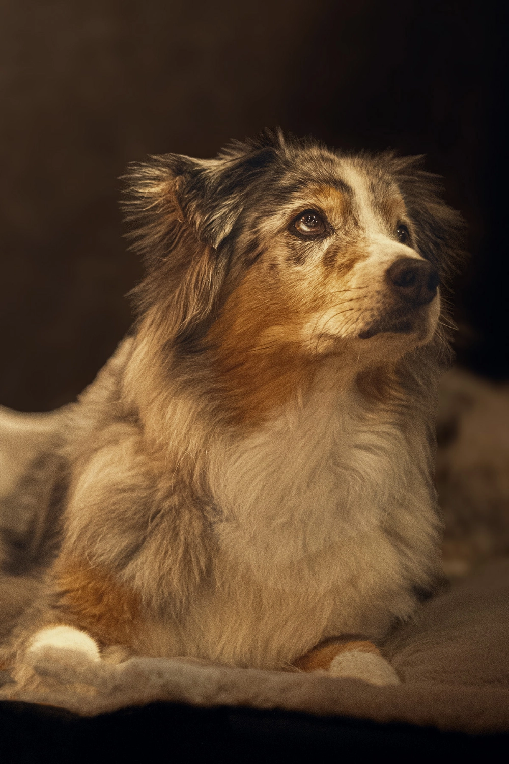 Hund von Kyno-Adventure - Matthias Näpfli