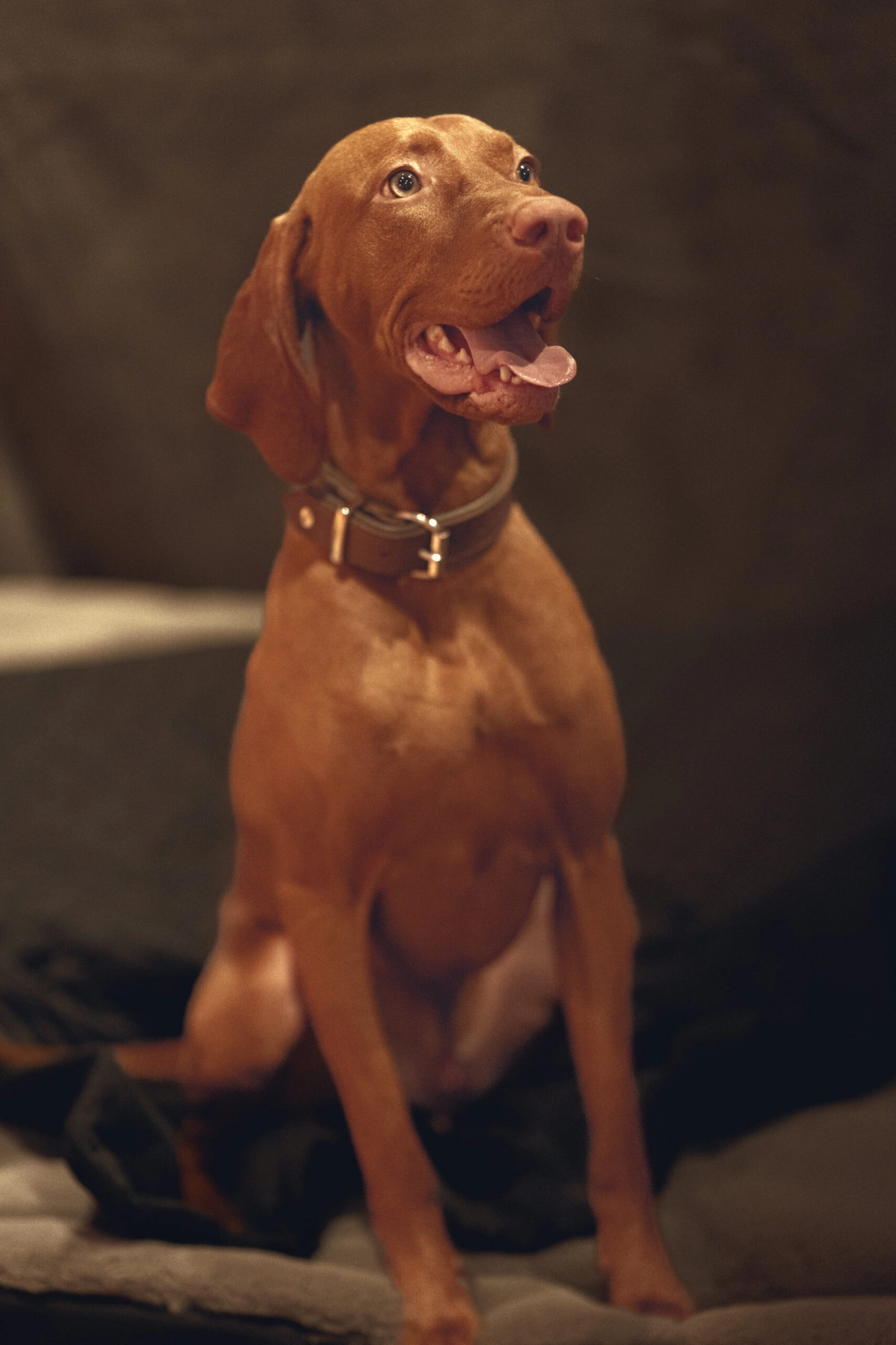 Hund von Kyno-Adventure - Matthias Näpfli