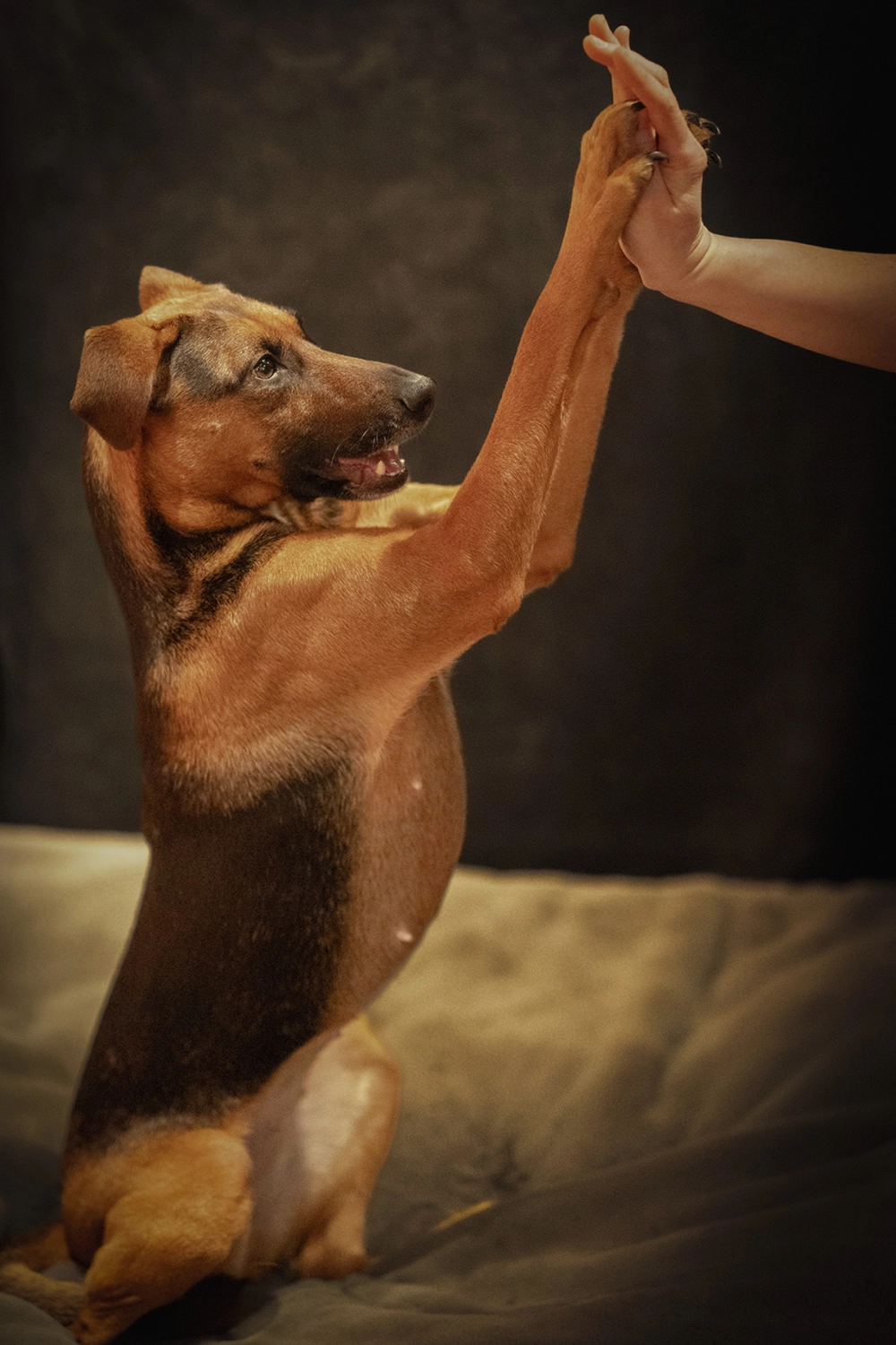 Hund von Kyno-Adventure - Matthias Näpfli
