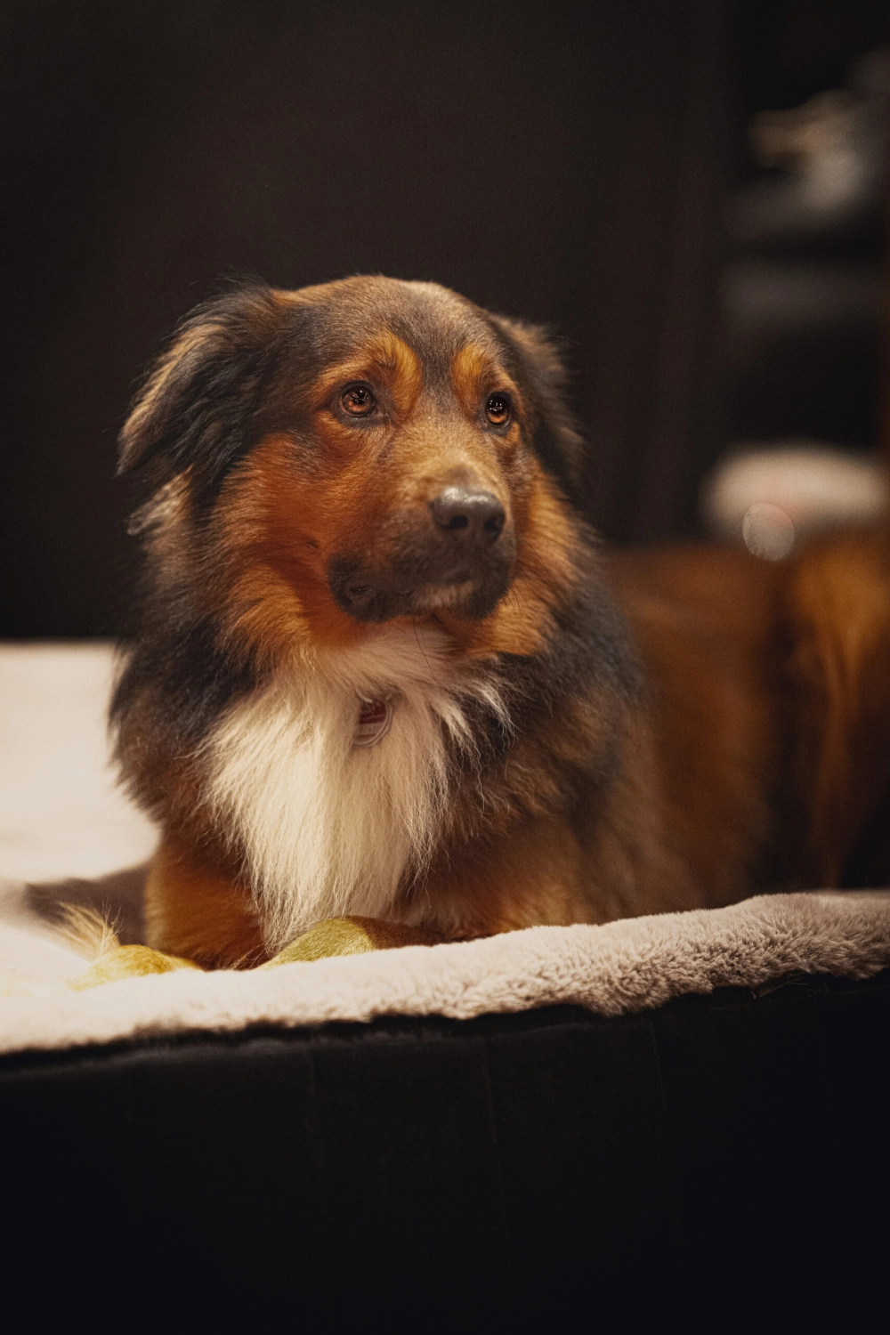 Hund von Kyno-Adventure - Matthias Näpfli