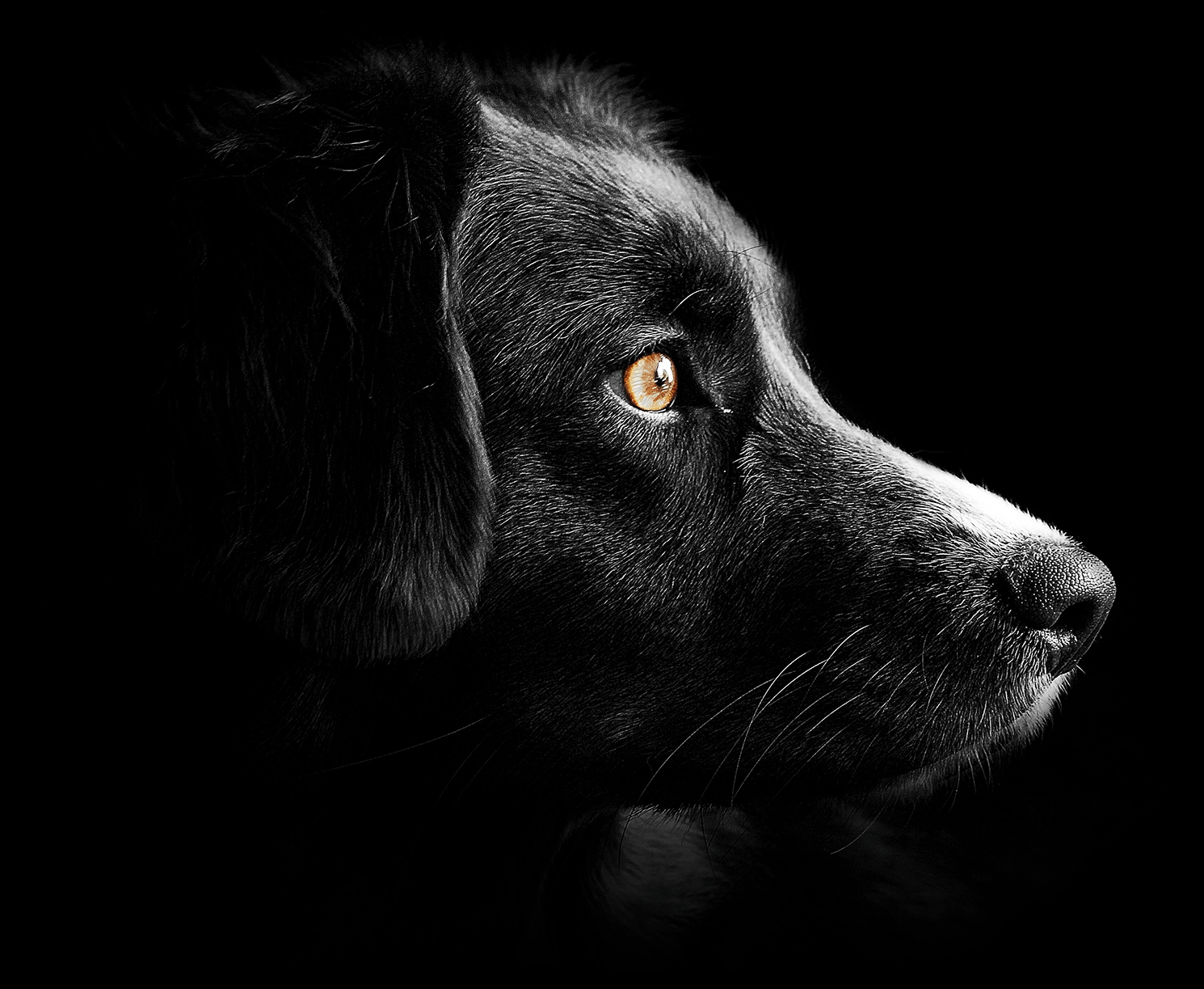 Hund von Kyno-Adventure - Matthias Näpfli