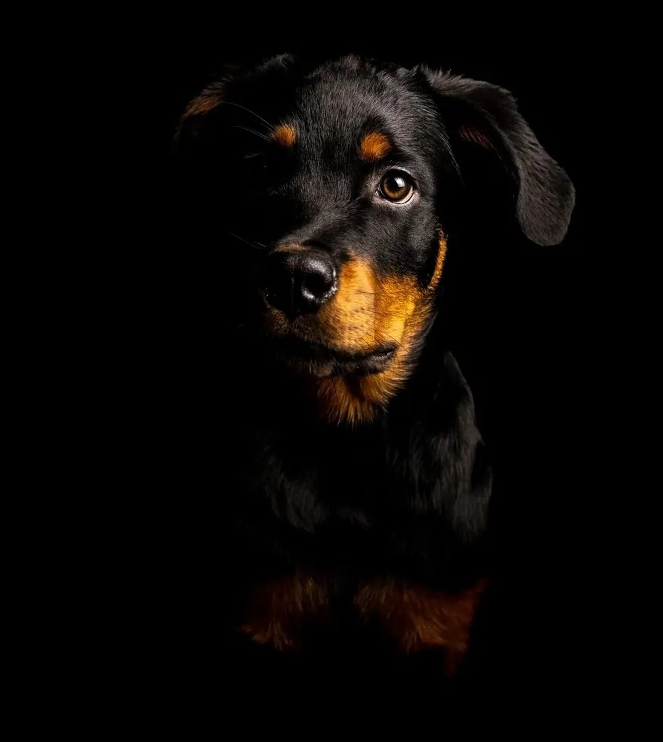 Hund von Kyno-Adventure - Matthias Näpfli