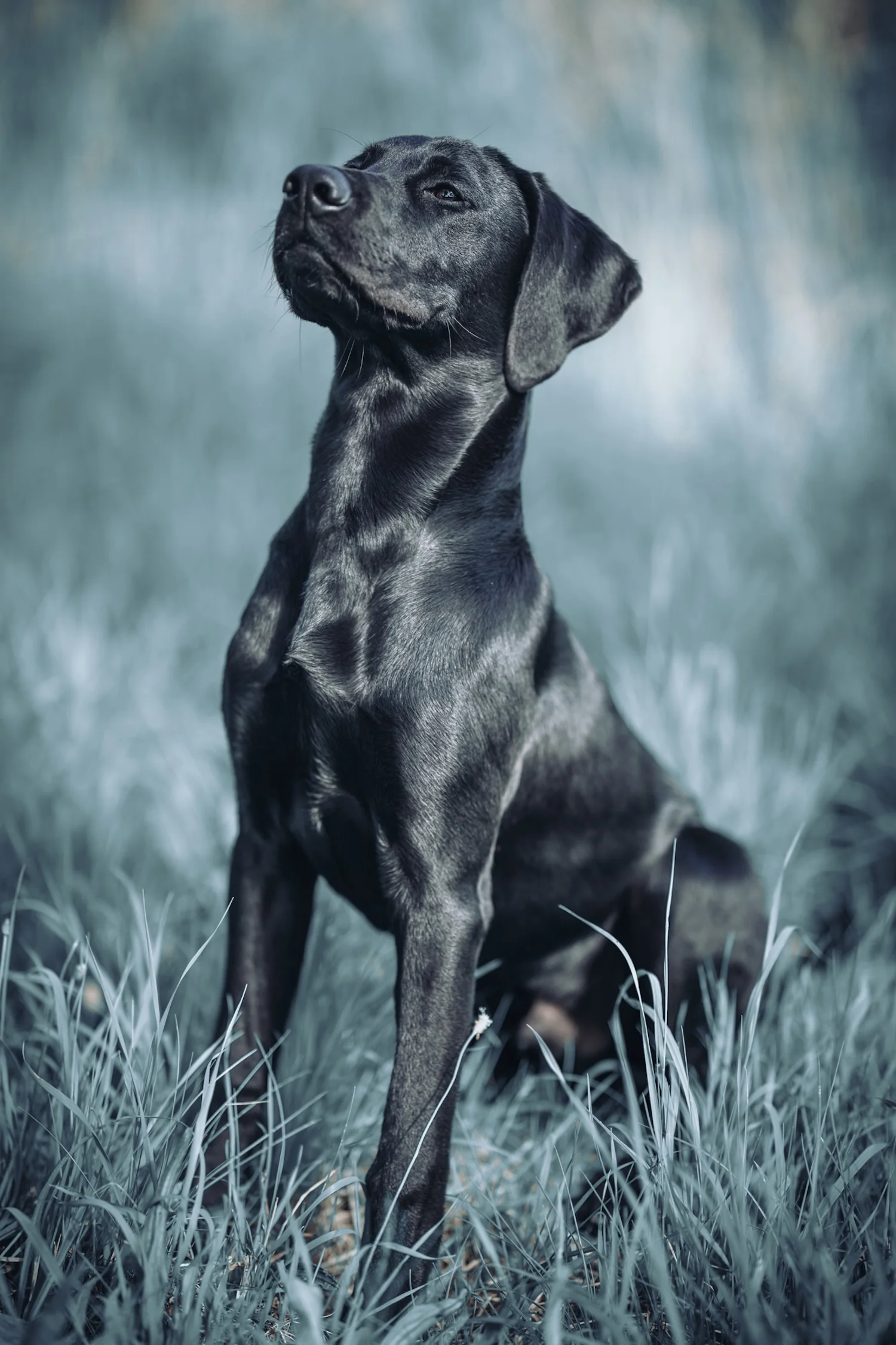 Hund von Kyno-Adventure - Matthias Näpfli