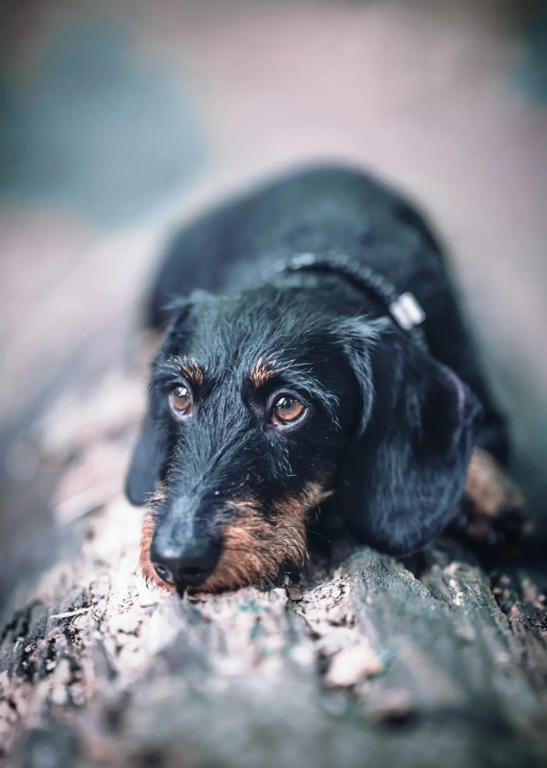 Hund von Kyno-Adventure - Matthias Näpfli