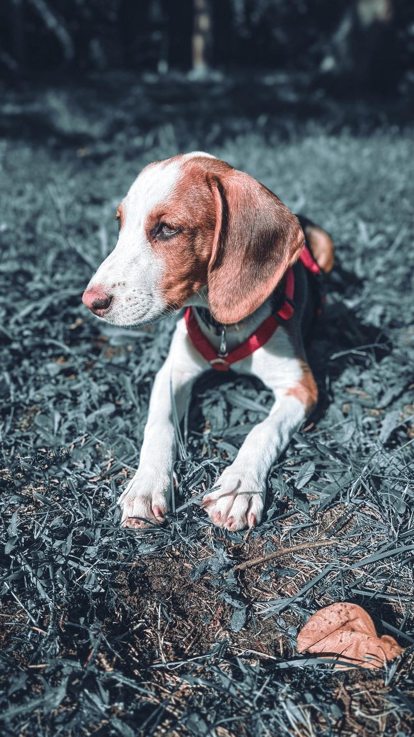 Hund von Kyno-Adventure - Matthias Näpfli