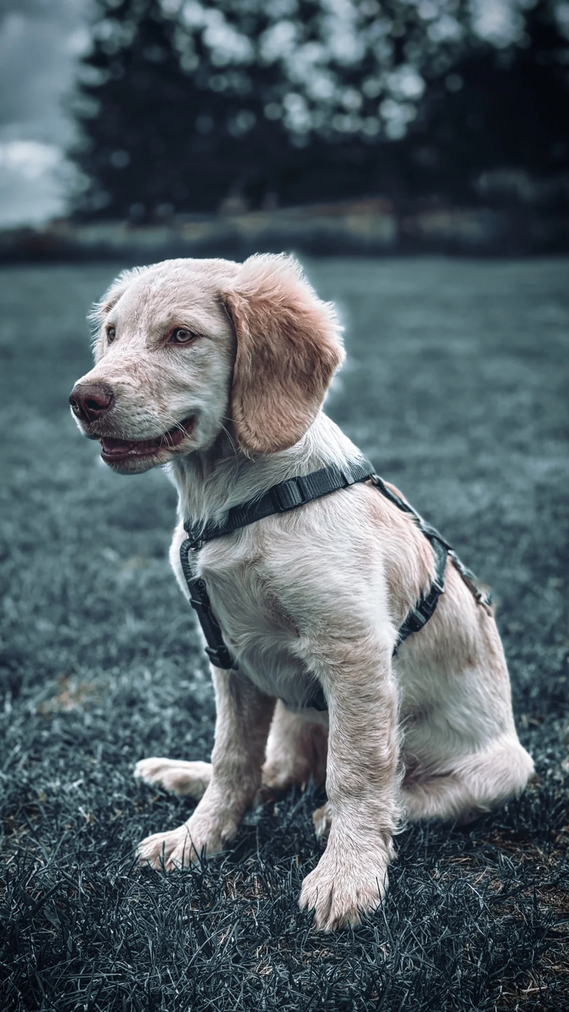 Hund von Kyno-Adventure - Matthias Näpfli