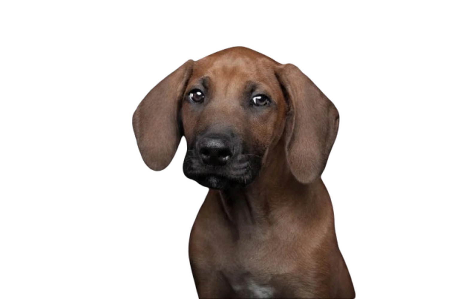 Hund von Kyno-Adventure - Matthias Näpfli