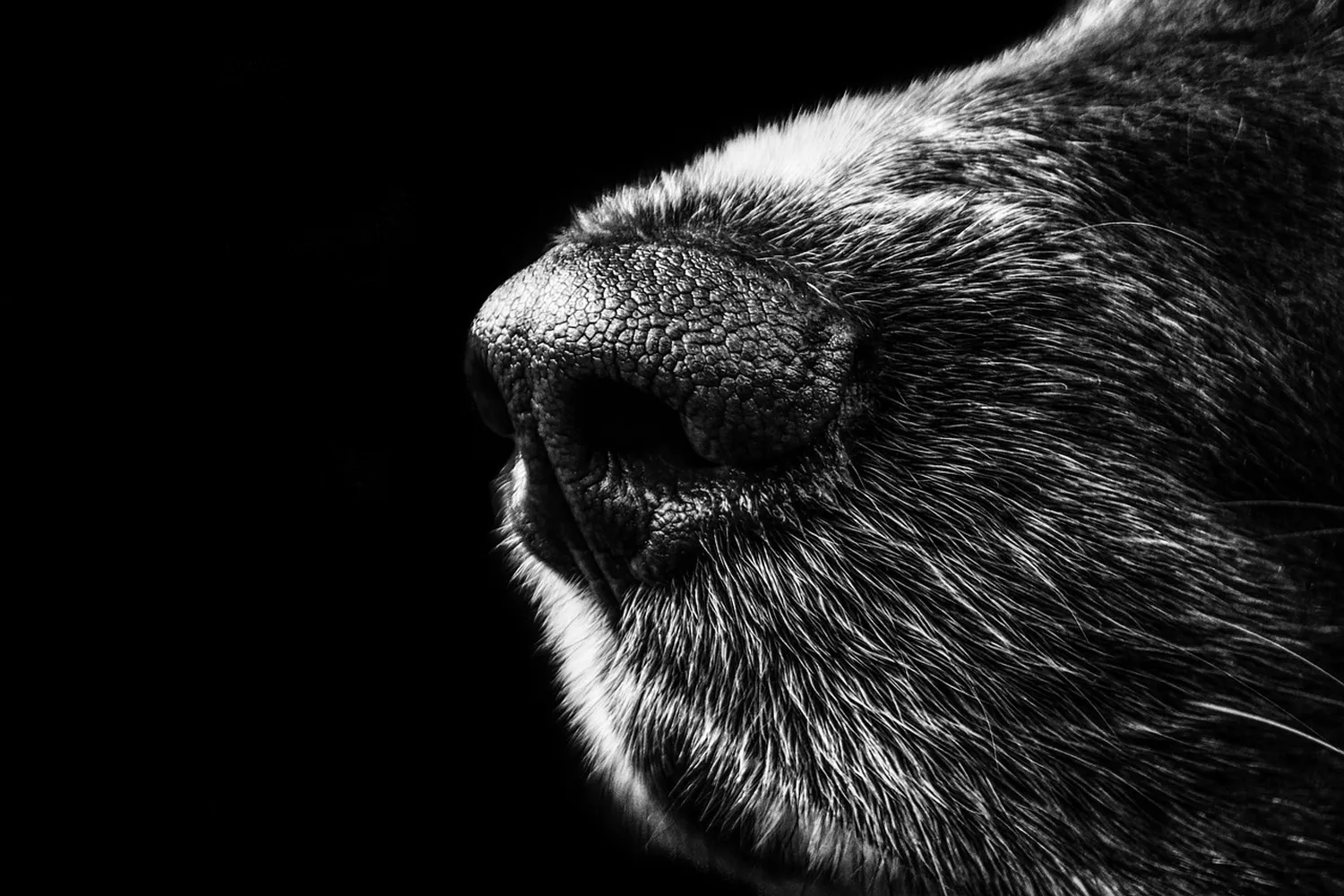 Hund von Kyno-Adventure - Matthias Näpfli