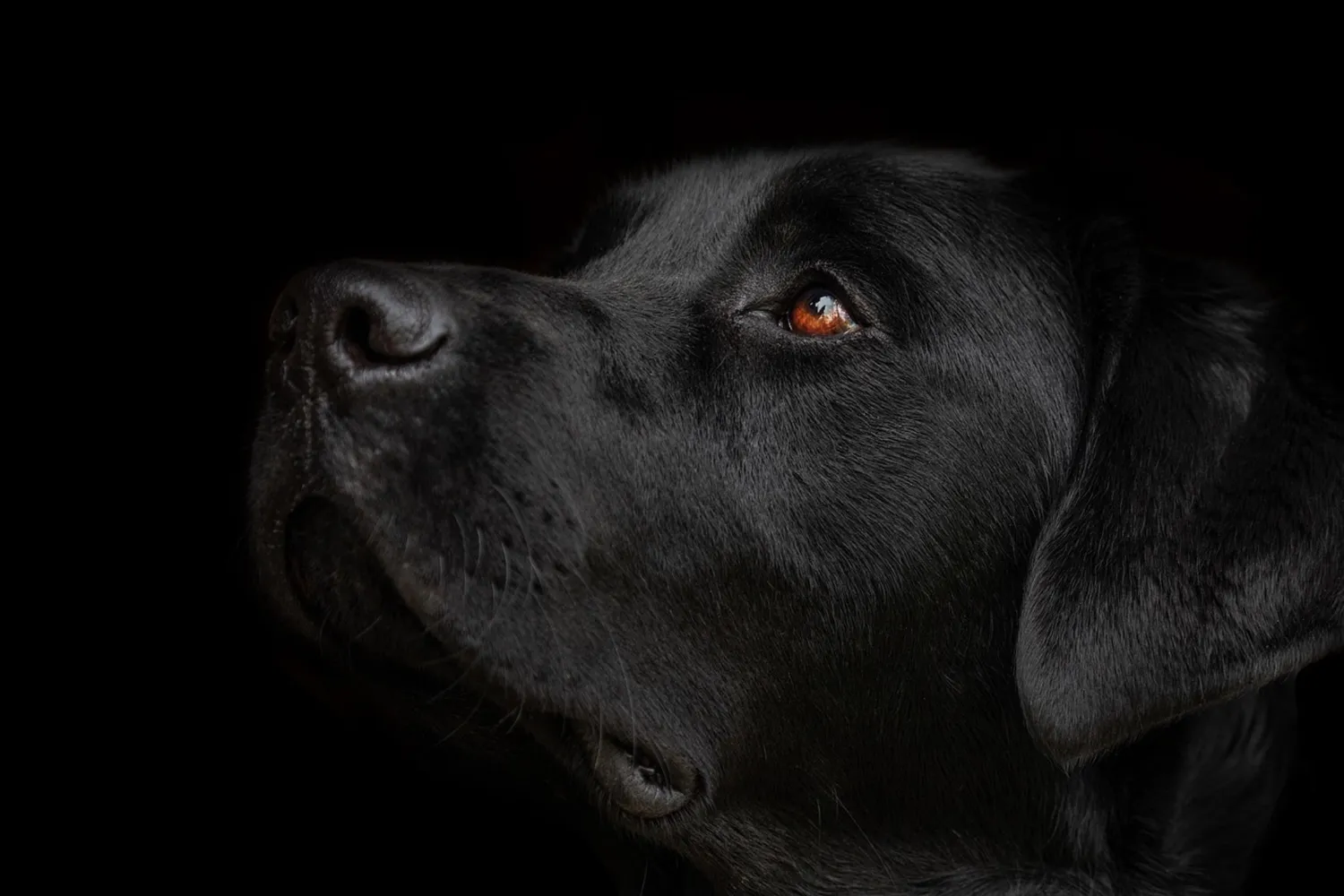 Hund von Kyno-Adventure - Matthias Näpfli