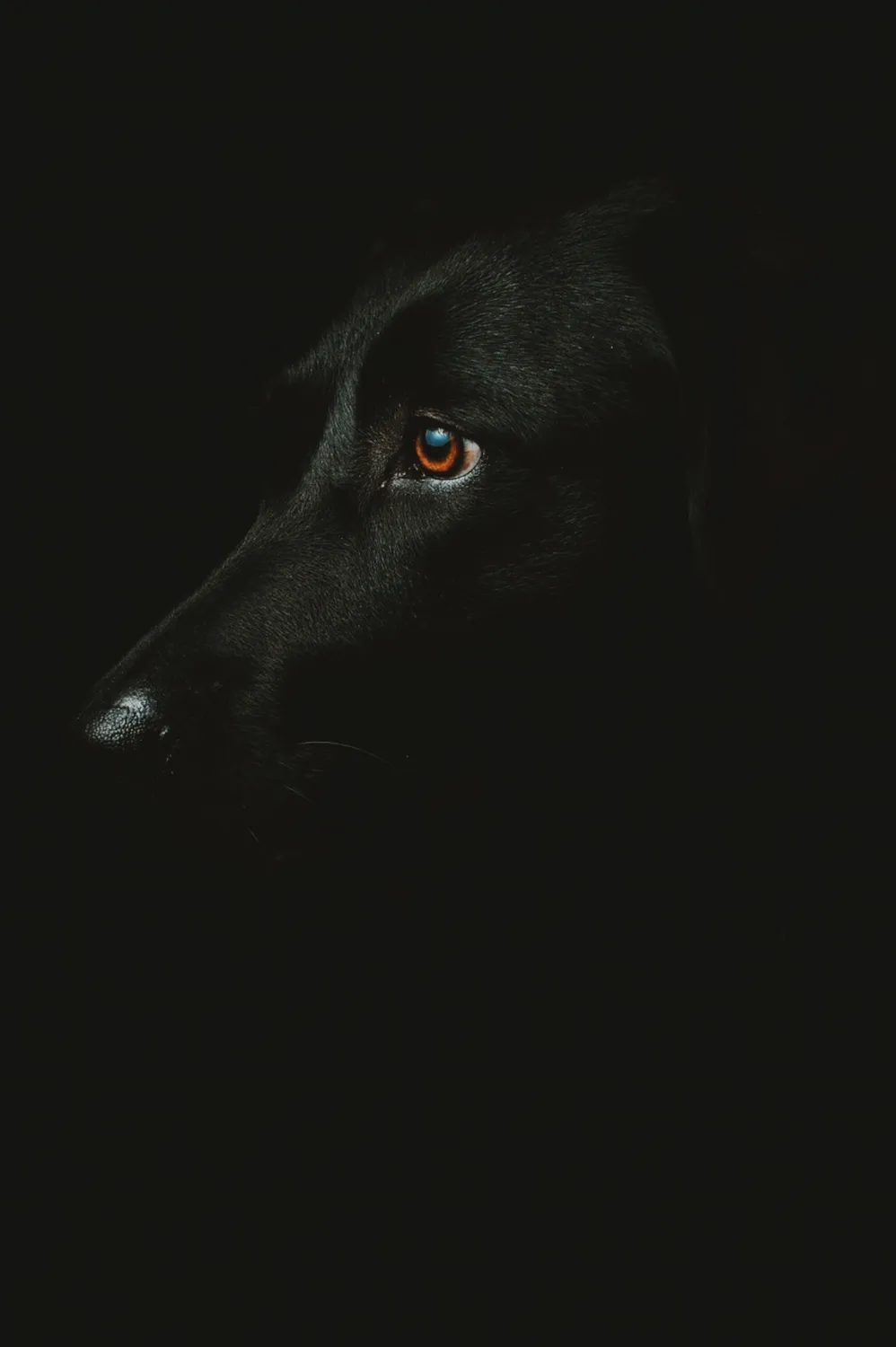 Hund von Kyno-Adventure - Matthias Näpfli