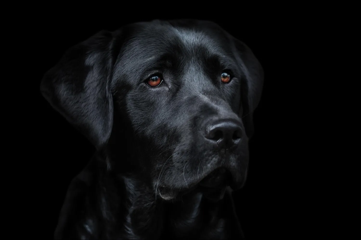 Hund von Kyno-Adventure - Matthias Näpfli